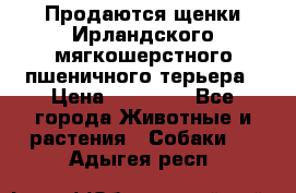 Продаются щенки Ирландского мягкошерстного пшеничного терьера › Цена ­ 30 000 - Все города Животные и растения » Собаки   . Адыгея респ.